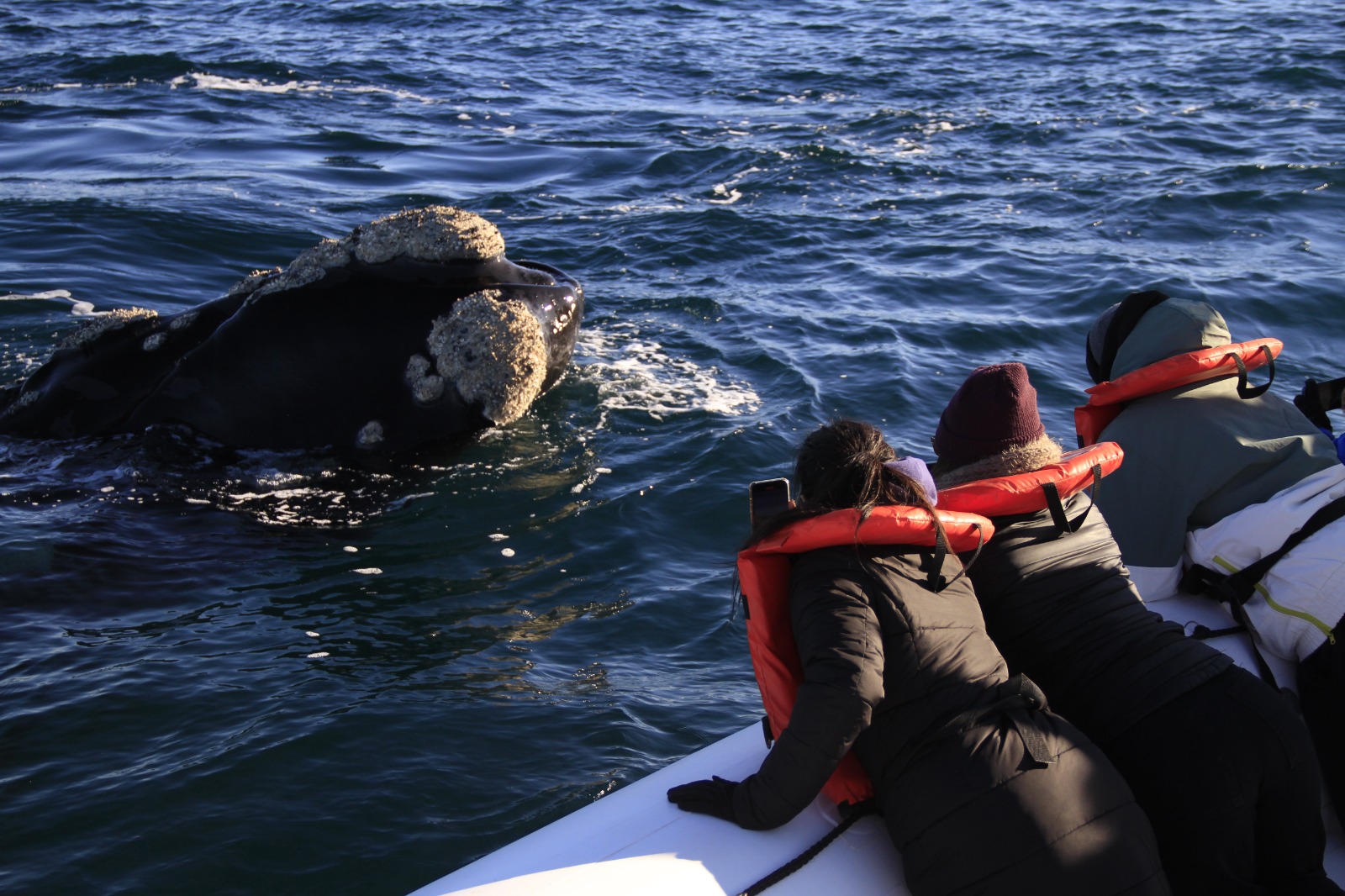 Avistaje de ballenas